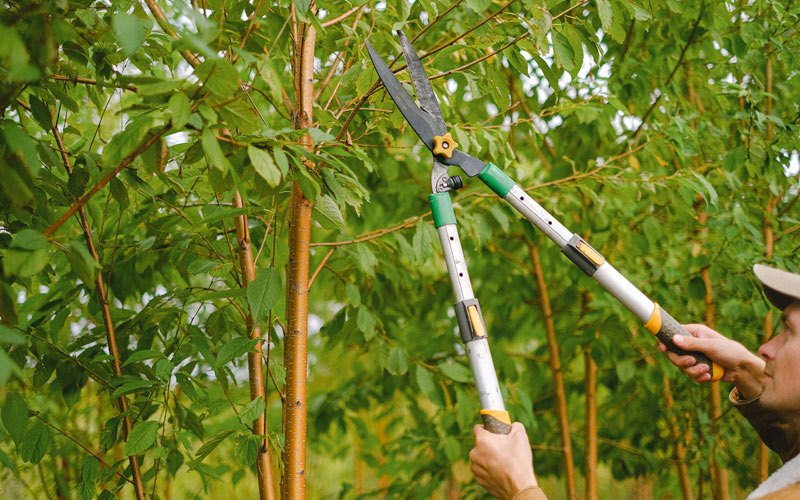 Tree trimming in Holmesville, OH